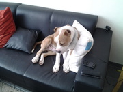 honden foto van beaunoahjames