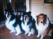 honden foto honden foto van Marjan met Beer, Sim, Guus en Tom