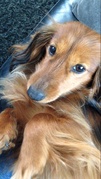 honden foto van lexy & sjaantje