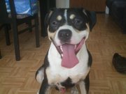 honden foto van Alexander Blanpain