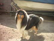 honden foto honden foto van evalien vermeulen