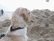 honden foto van koen