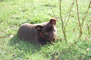 honden foto van Marjolein