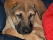 honden foto van marvin&desiree