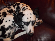 honden foto honden foto van lucy