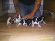 honden foto van nelly07