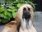 honden foto van Mi Perros, Mi Vida