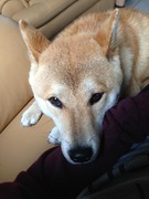 honden foto van Laura Vandeninden