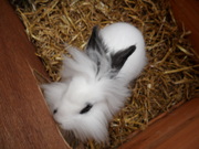 honden foto van luster