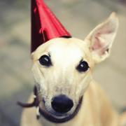 honden foto van Laura