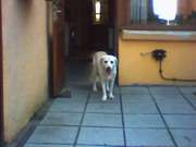 honden foto van Liam van de voort