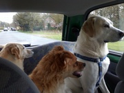 honden foto van Irma