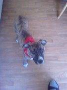 honden foto van Rhissar