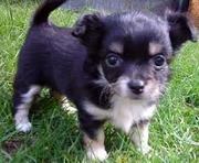 honden foto van Jack Russel