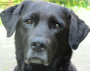 honden foto van Tineke 