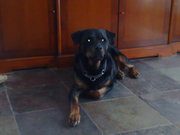 honden foto van wendy