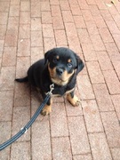 honden foto van Jolanda