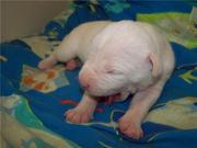 honden foto van Diantha