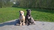 honden foto honden foto van Ines