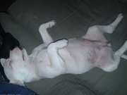 honden foto van Stefanie