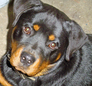 honden foto van Jaro