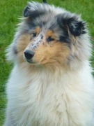 honden foto van Marissa, Senna & Amey