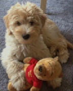 honden foto honden foto van Chel