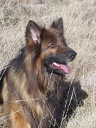 honden foto van Annelies