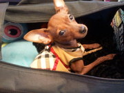 honden foto van athena