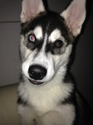 honden foto van Nick