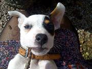 honden foto honden foto van Meeltje