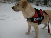 honden foto van melanie