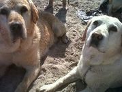 honden foto van Daphni