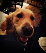 honden foto van Rory