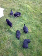 honden foto van dootjuuh