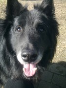 honden foto van Gina