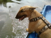 honden foto van katja