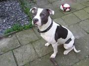 honden foto van luanda love Timo