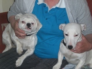 honden foto honden foto van gerda