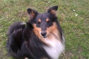 honden foto honden foto van Lise