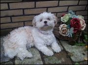 honden foto van Rosanna