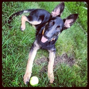 honden foto van Jamaris