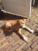 honden foto honden foto van Barbara