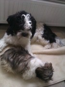 honden foto van Jaimy Munnix