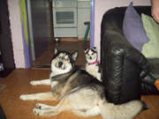 honden foto van veronique