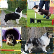 honden foto van Evicarda Shelties