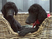 honden foto van anja cielen