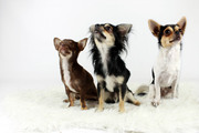 honden foto van Richard