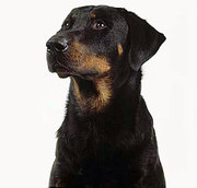 honden foto van hannah