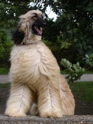 honden foto van Marina 